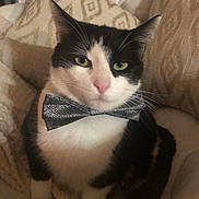 Sirius a rejoint le concours — aidez-le/la à gagner de superbes lots ! cat, tuxedo_cat, bow_tie, pet, animal, indoor, cozy, blanket, pillow, black_and_white, feline, cute, domestic_cat, whiskers, ears, sitting, close_up, face, fur, relaxed