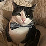 cat, tuxedo_cat, bow_tie, pet, animal, indoor, cozy, blanket, pillow, black_and_white, feline, cute, domestic_cat, whiskers, ears, sitting, close_up, face, fur, relaxed