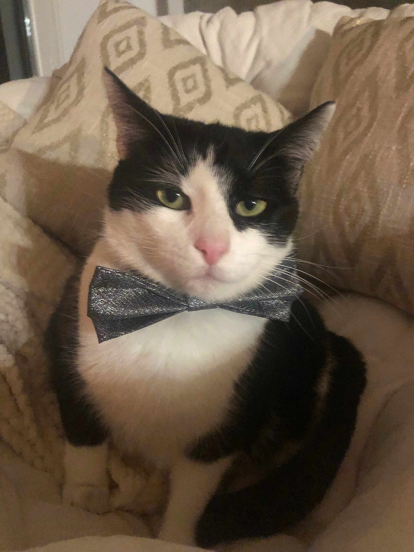 Sirius a rejoint le concours — aidez-le/la à gagner de superbes lots ! cat, tuxedo_cat, bow_tie, pet, animal, indoor, cozy, blanket, pillow, black_and_white, feline, cute, domestic_cat, whiskers, ears, sitting, close_up, face, fur, relaxed