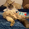 Latte is registered to the contest to win money with this photo: animal, bed, bedroom, blanket, blue_eyes, book, brown_fur, cat, ears, feline, fluffy_cat, indoor, longhaired_cat, pet, pillows, portrait, relaxed, sitting, tail, whiskers