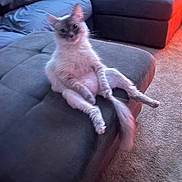 Latte joined the competition — help win amazing prizes! cat, sitting, fluffy, gray, ottoman, living_room, carpet, furniture, relaxed, pet, indoor, cozy, animal, cute, tail, ears, whiskers, soft_lighting, casual, home