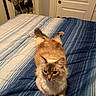 animal, bed, bedroom, blue_bedspread, brown_fur, cat, door, feline, fluffy_cat, front_view, green_eyes, indoors, long_hair, lying_down, pet, relaxed, shoe_organizer, shoes, striped_bedding, white_chest