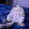 animal, back, bed, bedroom, blue_blanket, cat, closed_door, cute, fluffy, indoor, kitten, lying_down, paws, pet, playful, portrait, relaxed, sleepy, tail, white_fur