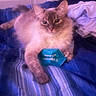 Latte is registered to the contest to win money with this photo: bed, bedroom, blanket, blue_object, cat, ears, feline, fluffy_cat, home, indoor, long_hair, paws, pet, portrait, purple_lighting, relaxed, sitting, striped_bedding, toy, whiskers