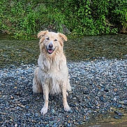 Prince a rejoint le concours — aidez-le/la à gagner de superbes lots ! dog, golden_retriever, sitting, riverbank, rocks, water, stream, greenery, outdoor, nature, happy, pet, canine, fur, smiling, animal, summer, daytime, forest, wildlife