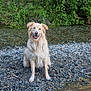 dog, golden_retriever, sitting, riverbank, rocks, water, stream, greenery, outdoor, nature, happy, pet, canine, fur, smiling, animal, summer, daytime, forest, wildlife
