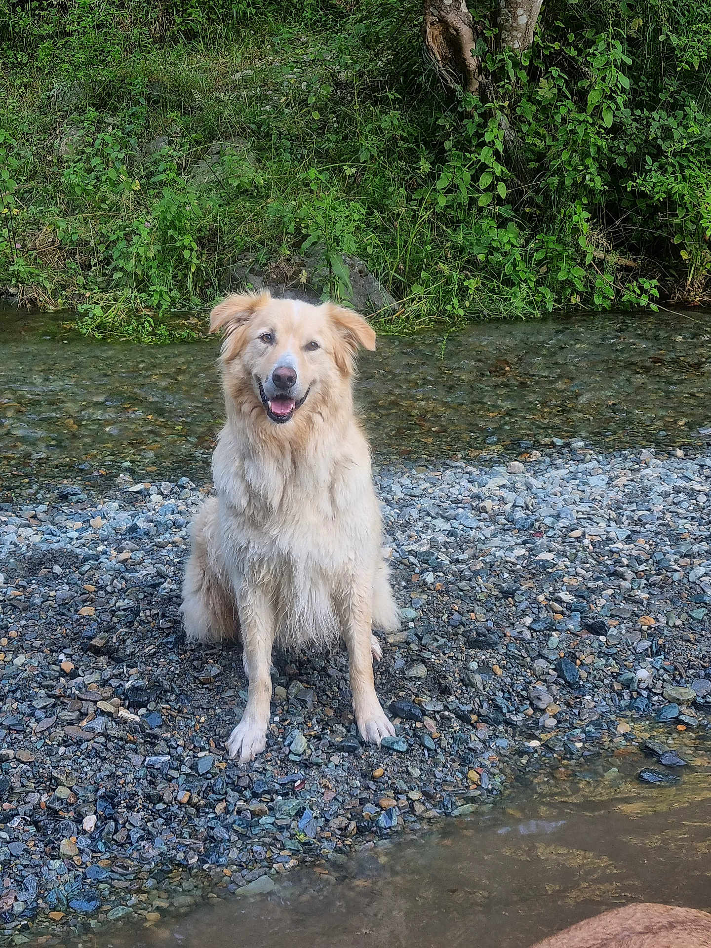 Prince a rejoint le concours — aidez-le/la à gagner de superbes lots ! dog, golden_retriever, sitting, riverbank, rocks, water, stream, greenery, outdoor, nature, happy, pet, canine, fur, smiling, animal, summer, daytime, forest, wildlife