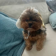 Sophie joined the competition — help win amazing prizes! dog, puppy, small_dog, fur, ears, face, eyes, nose, paw, couch, leather_sofa, blanket, pillow, indoor, living_room, portrait, cozy, accessory, sitting, cute