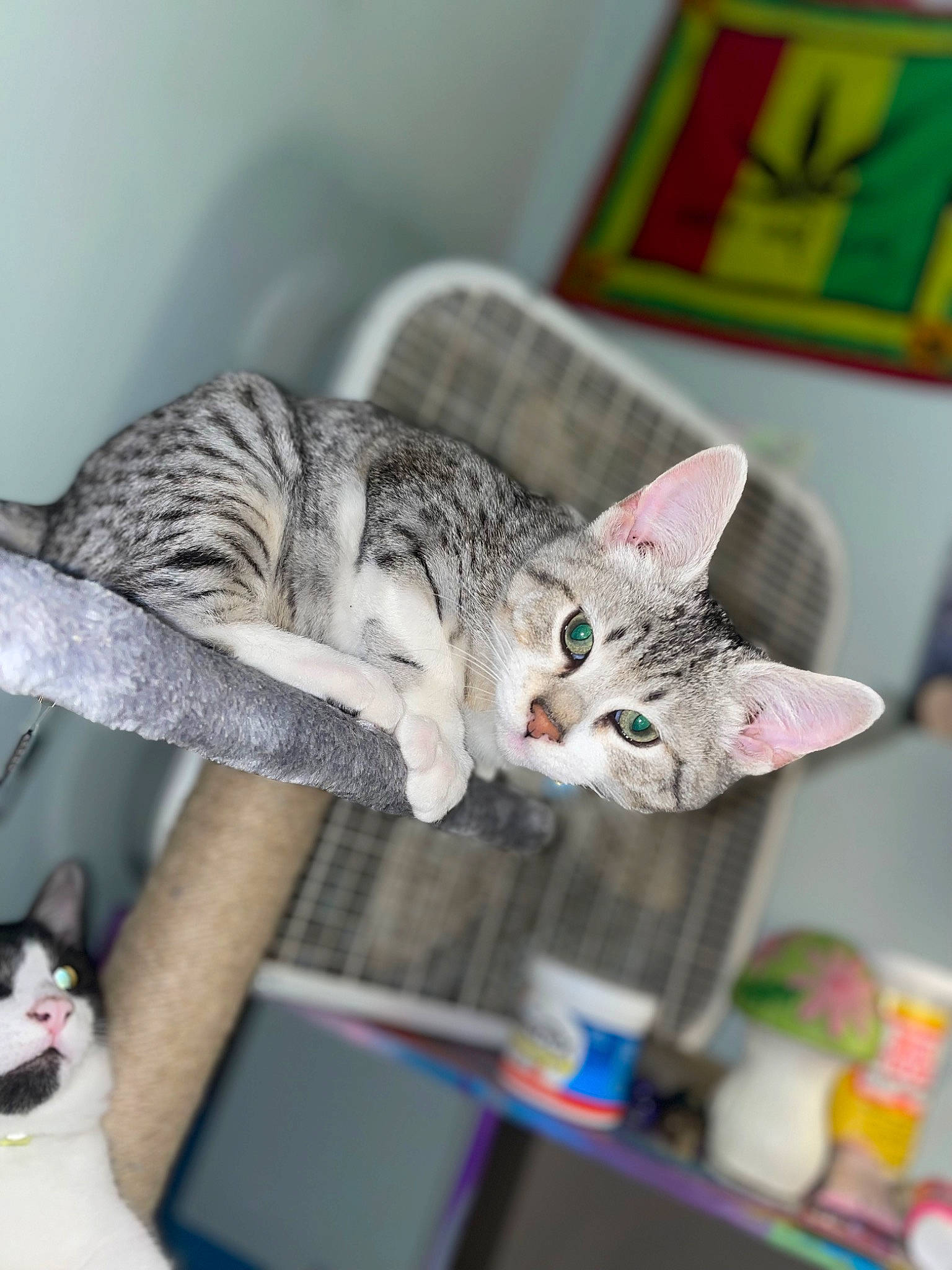 Doobie joined the competition — help win amazing prizes! art, carnivore, cat, comfort, domestic_short_haired_cat, ear, felidae, fur, paw, room, small_to_medium_sized_cats, tail, whiskers