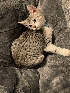 Doobie joined the competition — help win amazing prizes! art, carnivore, cat, claw, domestic_short_haired_cat, fawn, felidae, fur, knitting, pattern, paw, plant, sitting, small_to_medium_sized_cats, snout, tail, terrestrial_animal, tree, whiskers, wildlife