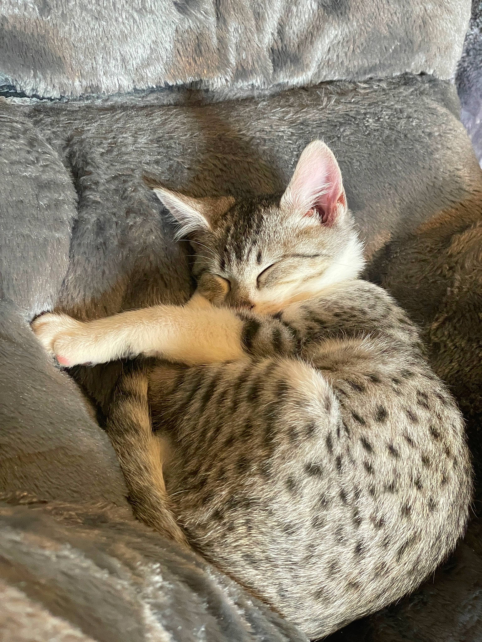 Doobie joined the competition — help win amazing prizes! carnivore, cat, claw, comfort, domestic_short_haired_cat, fawn, felidae, fur, grey, paw, sitting, small_to_medium_sized_cats, snout, tail, terrestrial_animal, whiskers, wildlife, wood