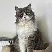 Miyu a rejoint le concours — aidez-le/la à gagner de superbes lots ! cat, gray_cat, white_cat, fluffy, pet, animal, indoor, cat_tree, feline, sitting, looking_at_camera, yellow_eyes, fur, whiskers, paw, domestic_cat, house_pet, cute, portrait, calm