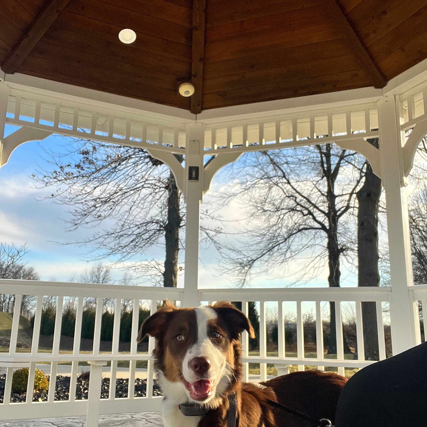 Oakleigh Saige joined the competition — help win amazing prizes! animal, background, brown, canine, collar, daytime, dog, fence, gazebo, happy, leash, nature, outdoor, park, pavement, pet, sky, sunlight, tree, white