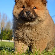 Hatchi participe au concours pour gagner de l'argent avec cette photo :
