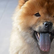 Hatchi participe au concours pour gagner de l'argent avec cette photo :
