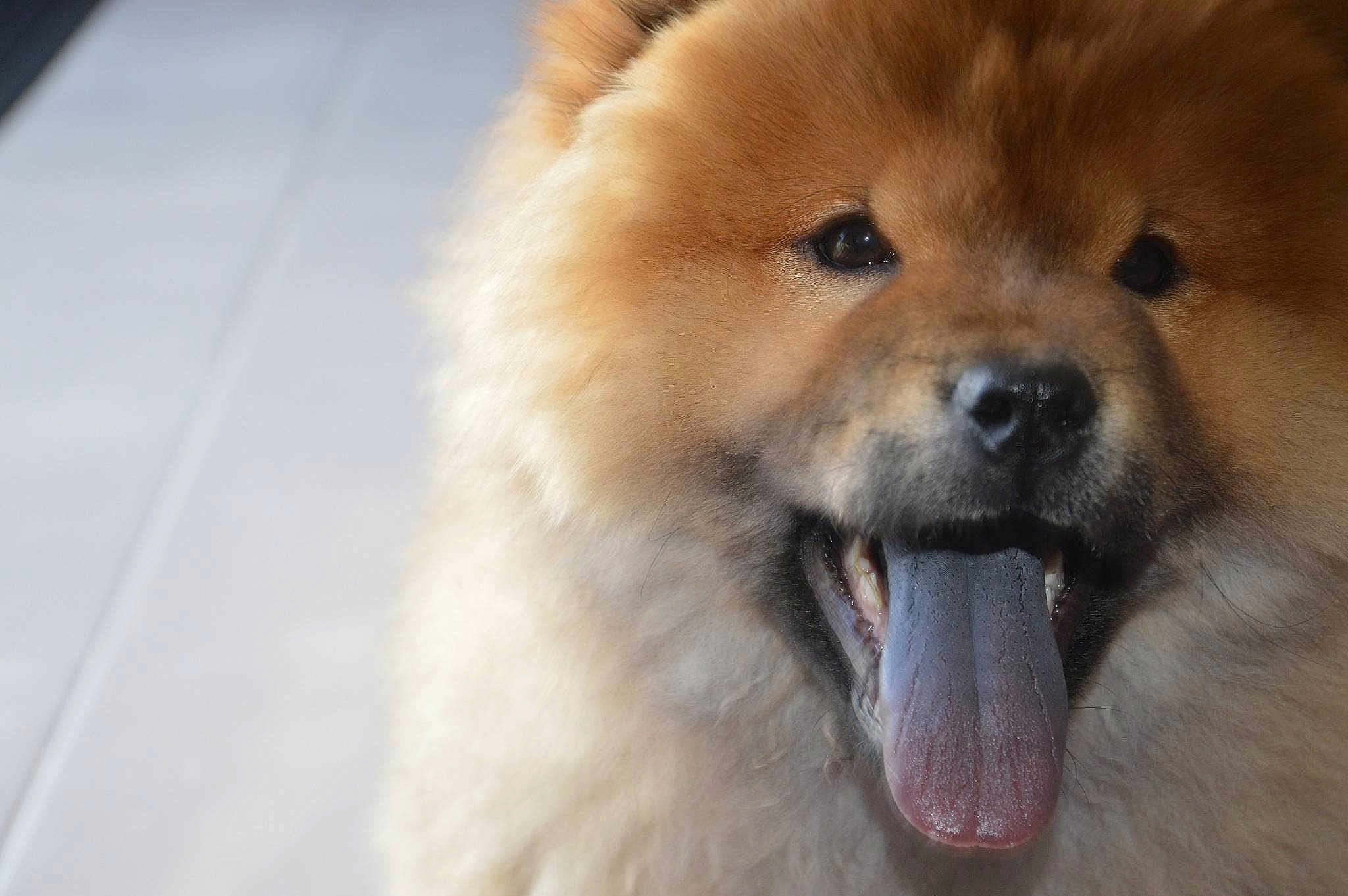 Hatchi
