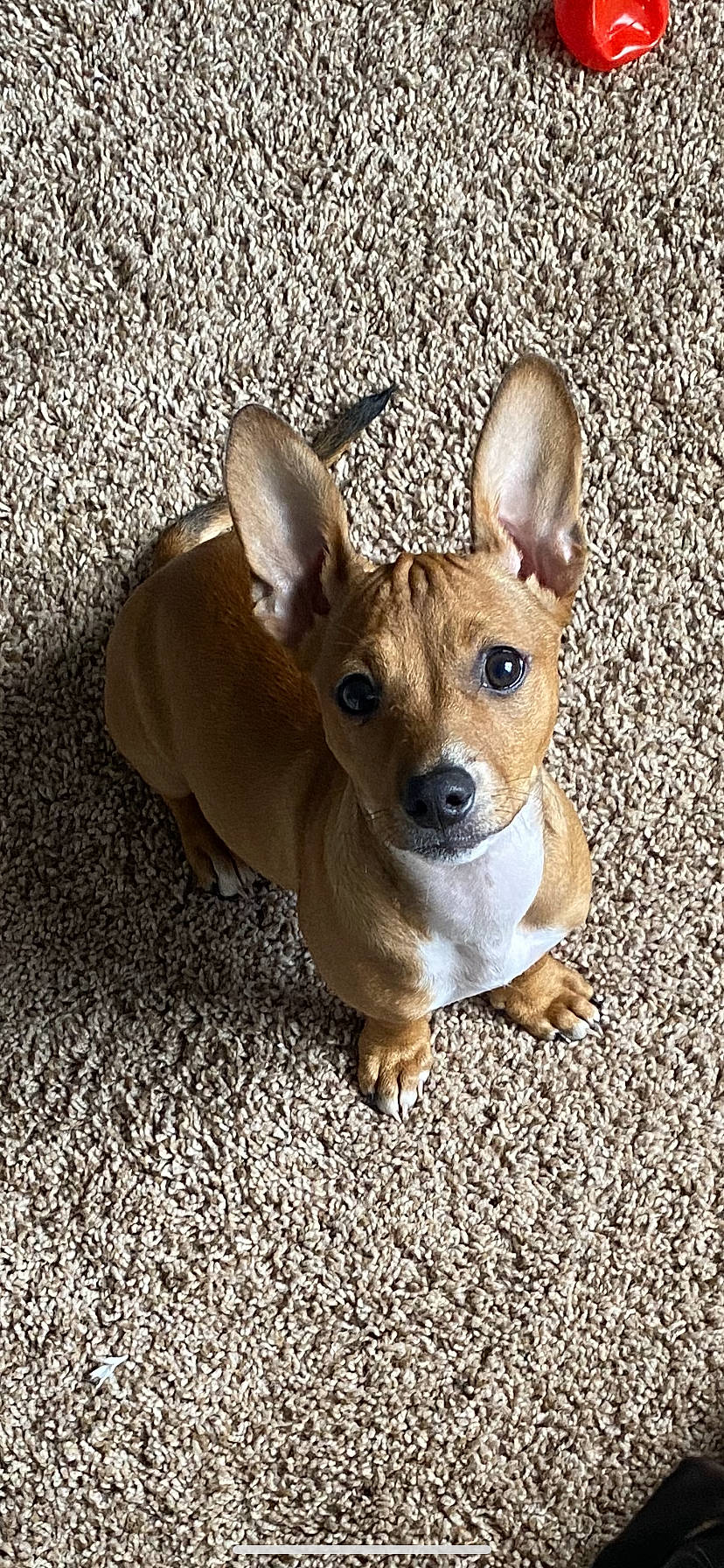 Sugar is registered to the contest to win money with this photo: canidae, carnivore, chihuahua, companion_dog, dog, dog_breed, dog_supply, ear, eye, fawn, fur, paw, snout, sporting_group, tail, terrestrial_animal, toy_dog, whiskers, wood, working_animal