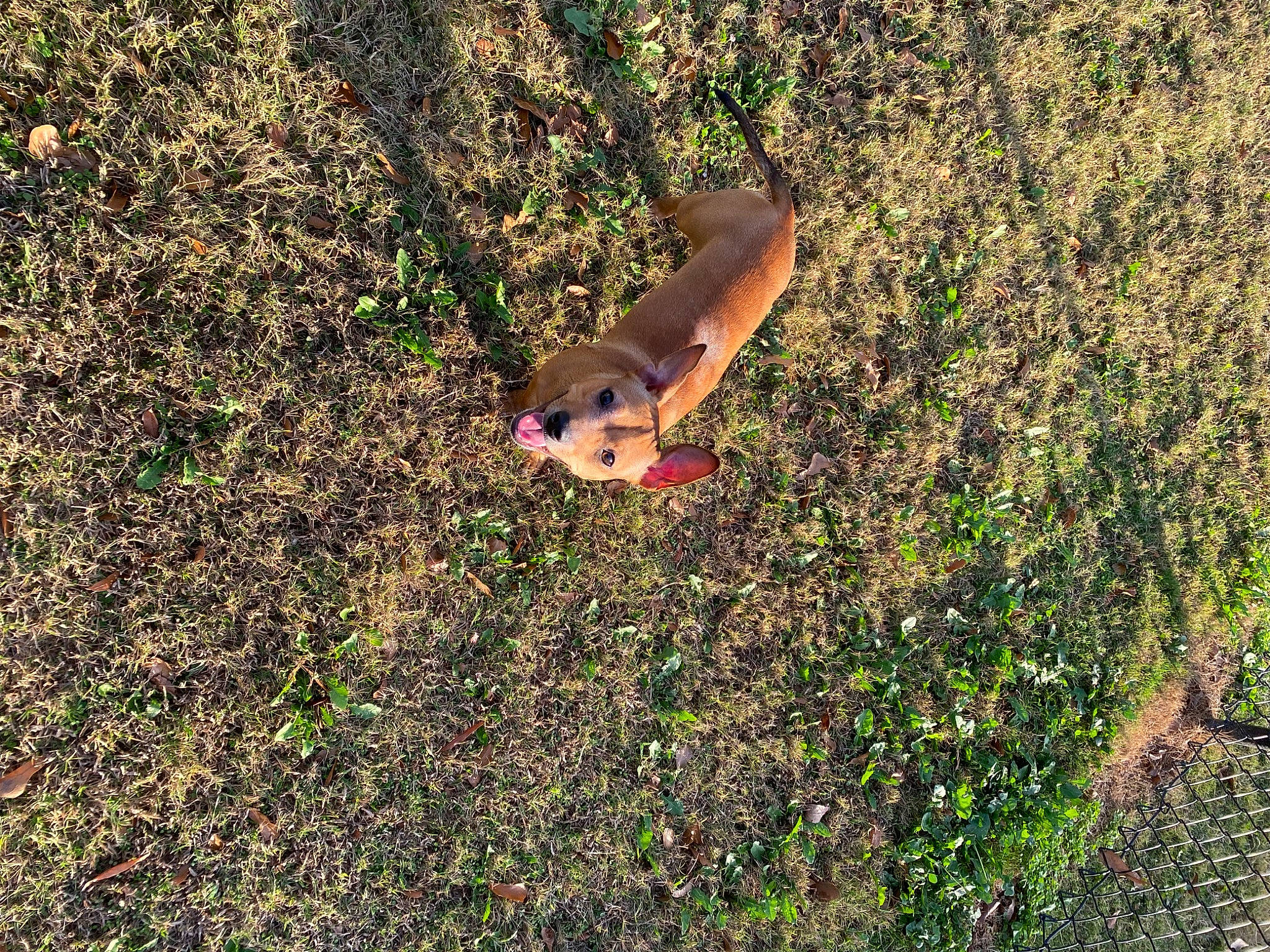 Sugar is registered to the contest to win money with this photo: canidae, fawn, field, foot, grass, grassland, groundcover, happy, human_leg, landscape, pasture, people_in_nature, plant, prairie, shadow, shrub, soil, thumb, toy, wood