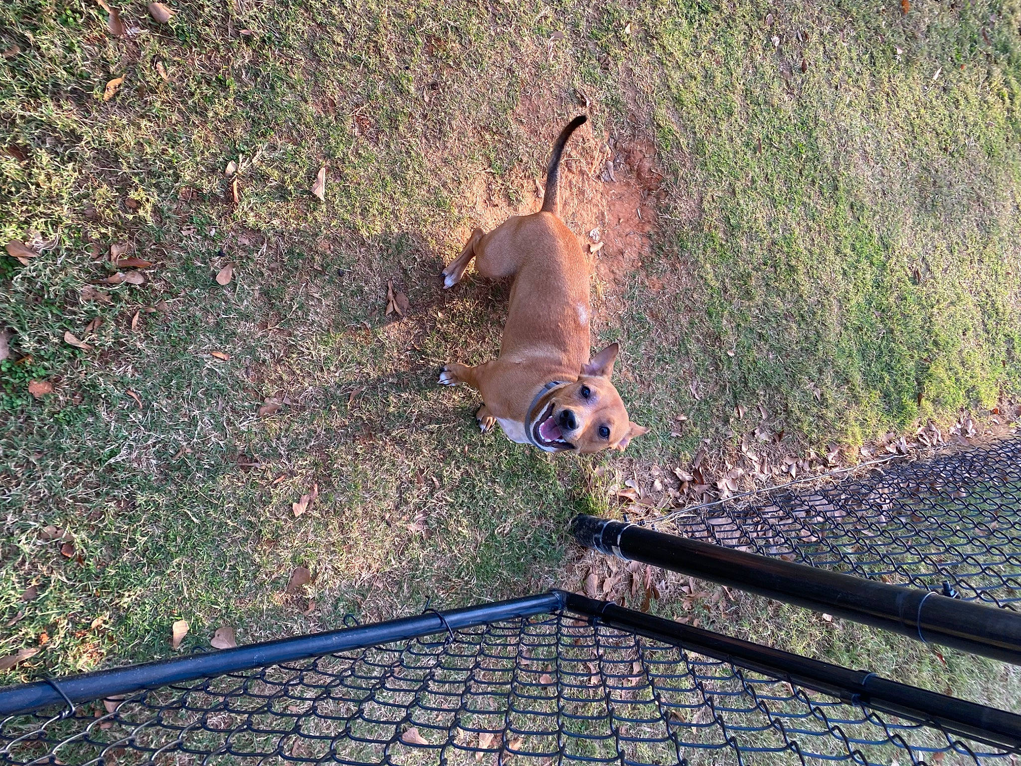 Sugar joined the competition — help win amazing prizes! asphalt, fawn, flooring, grass, human_leg, landscape, leisure, mammal, mesh, plant, road_surface, shadow, sidewalk, soil, sporting_group, tail, terrestrial_animal, tints_and_shades, wildlife, wood