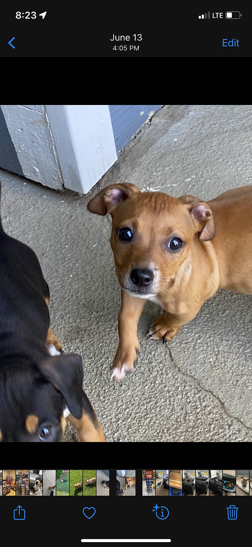 Sugar is registered to the contest to win money with this photo: ancient_dog_breeds, canidae, carnivore, collar, companion_dog, dog, dog_breed, ear, fawn, guard_dog, non_sporting_group, puppy, snout, sporting_group, street_dog, toy_dog, whiskers, working_animal, working_dog