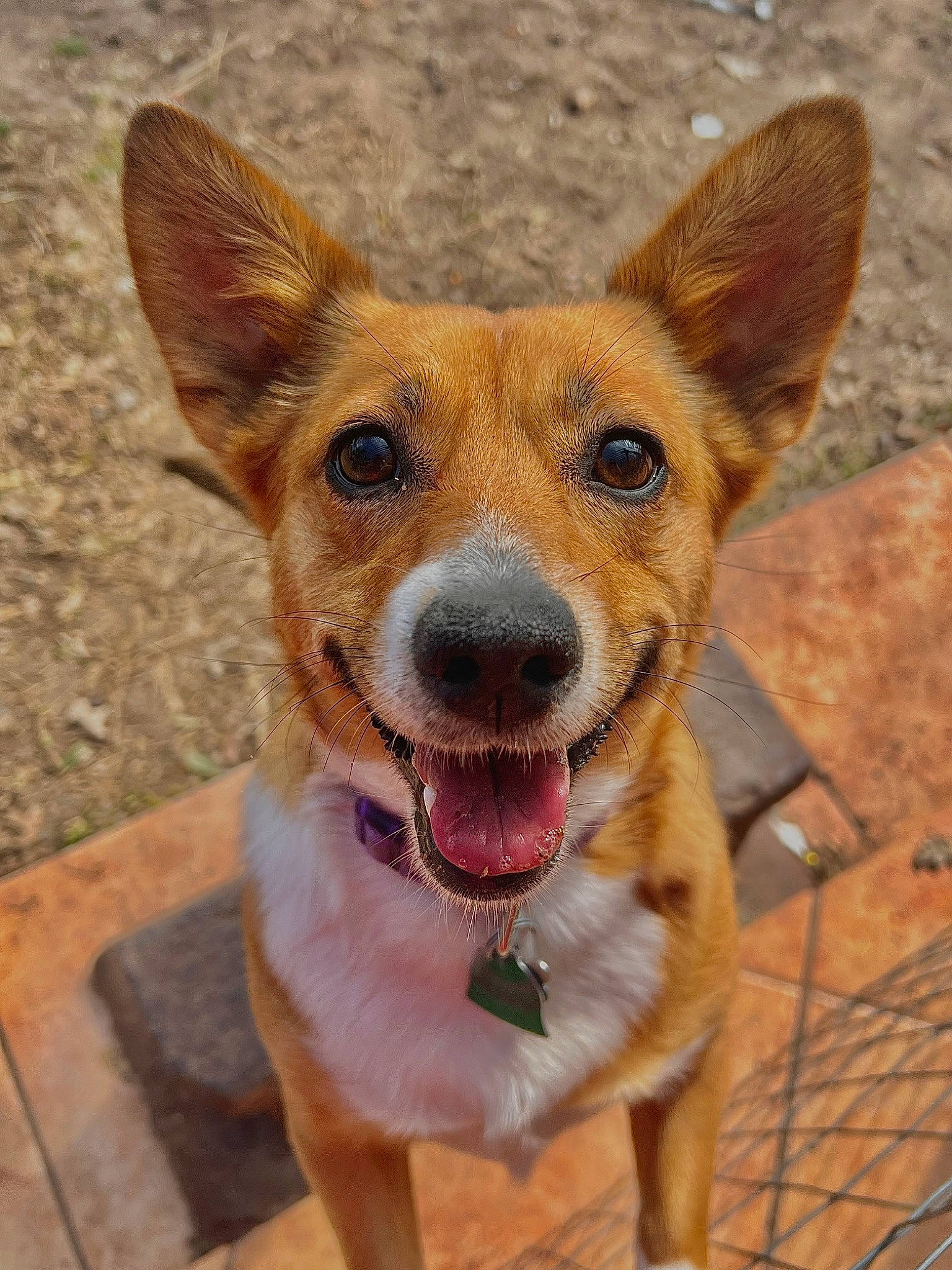 Stella is registered to the contest to win money with this photo: canidae, carnivore, collar, companion_dog, dog, dog_breed, dog_collar, fawn, fur, paw, snout, sporting_group, terrestrial_animal, whiskers, wildlife, wood, working_animal