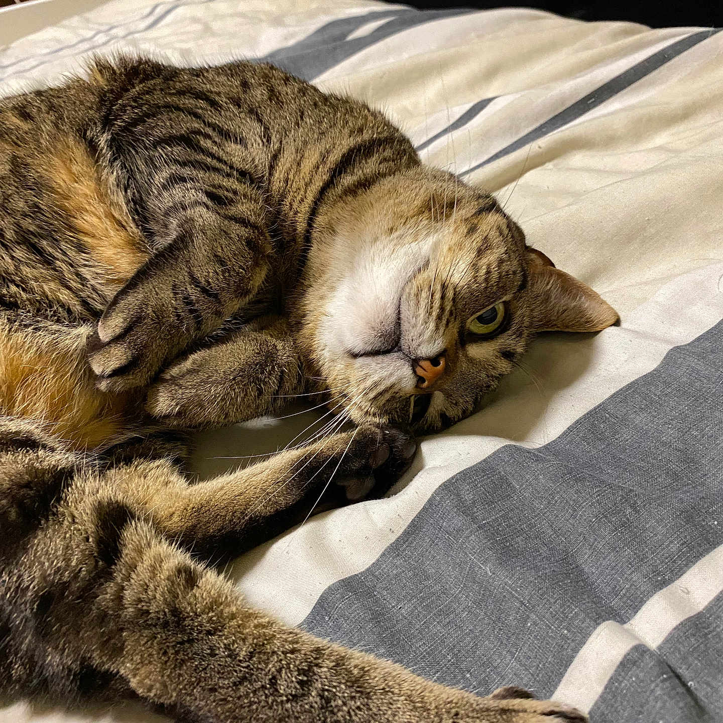 Matildah is registered to the contest to win money with this photo: animal, bed, cat, closeup, cozy, cute, domestic, feline, fur, indoor, lying_down, paw, pet, relaxed, resting, sleepy, striped, striped_bedspread, tabby, whiskers