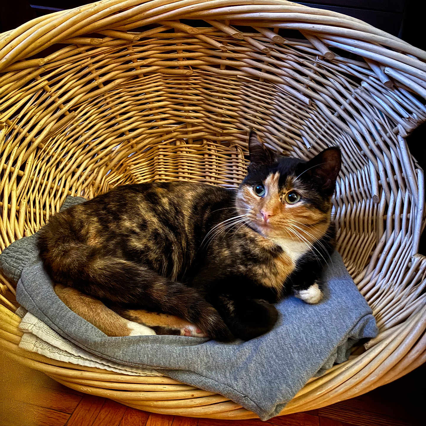 Lilly Bug