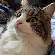 Boots joined the competition — help win amazing prizes! animal, cat, closeup, cozy, cute, domestic, ears, eyes, feline, fluffy, indoor, nose, pet, portrait, relaxed, sleepy, soft, tabby, whiskers, white_fur