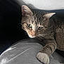 James Baxter joined the competition — help win amazing prizes! abyssinian, animal, cat, couch, furniture, kitten, manx, pet
