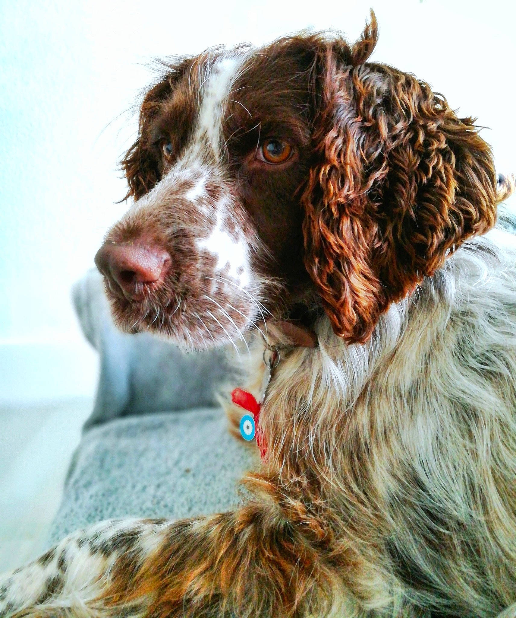 Kenya a rejoint le concours — aidez-le/la à gagner de superbes lots ! boykin_spaniel, companion_dog, dog, dog_breed, dog_like_mammal, drentse_patrijshond, english_cocker_spaniel, english_setter, english_springer_spaniel, french_spaniel, fur, picardy_spaniel, small_munsterlander, snout, spaniel, sporting_group, welsh_springer_spaniel