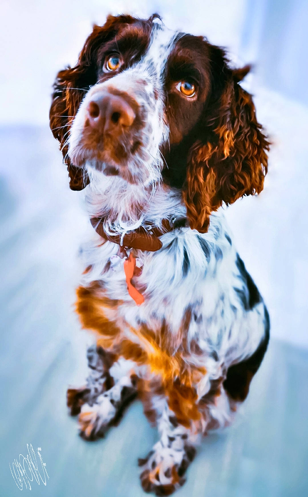 Kenya a rejoint le concours — aidez-le/la à gagner de superbes lots ! carnivoran, companion_dog, dog, dog_breed, dog_like_mammal, english_cocker_spaniel, english_springer_spaniel, snout, spaniel, sporting_group, welsh_springer_spaniel