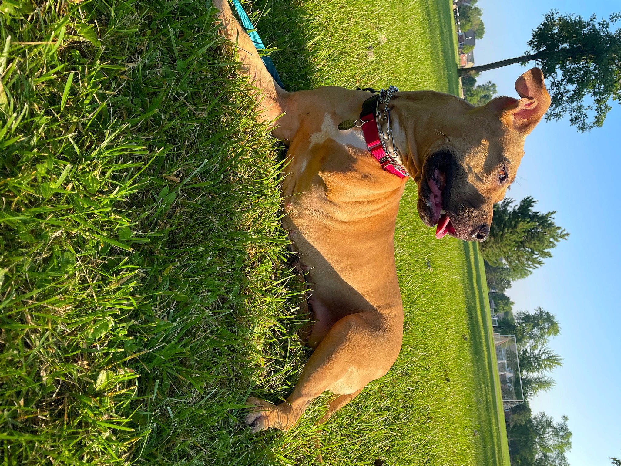 Juno joined the competition — help win amazing prizes! carnivore, companion_dog, dog, dog_breed, fawn, fun, grass, grass_family, grassland, happy, lawn, leisure, people_in_nature, plant, pole, recreation, sky, stallion, tail, tree