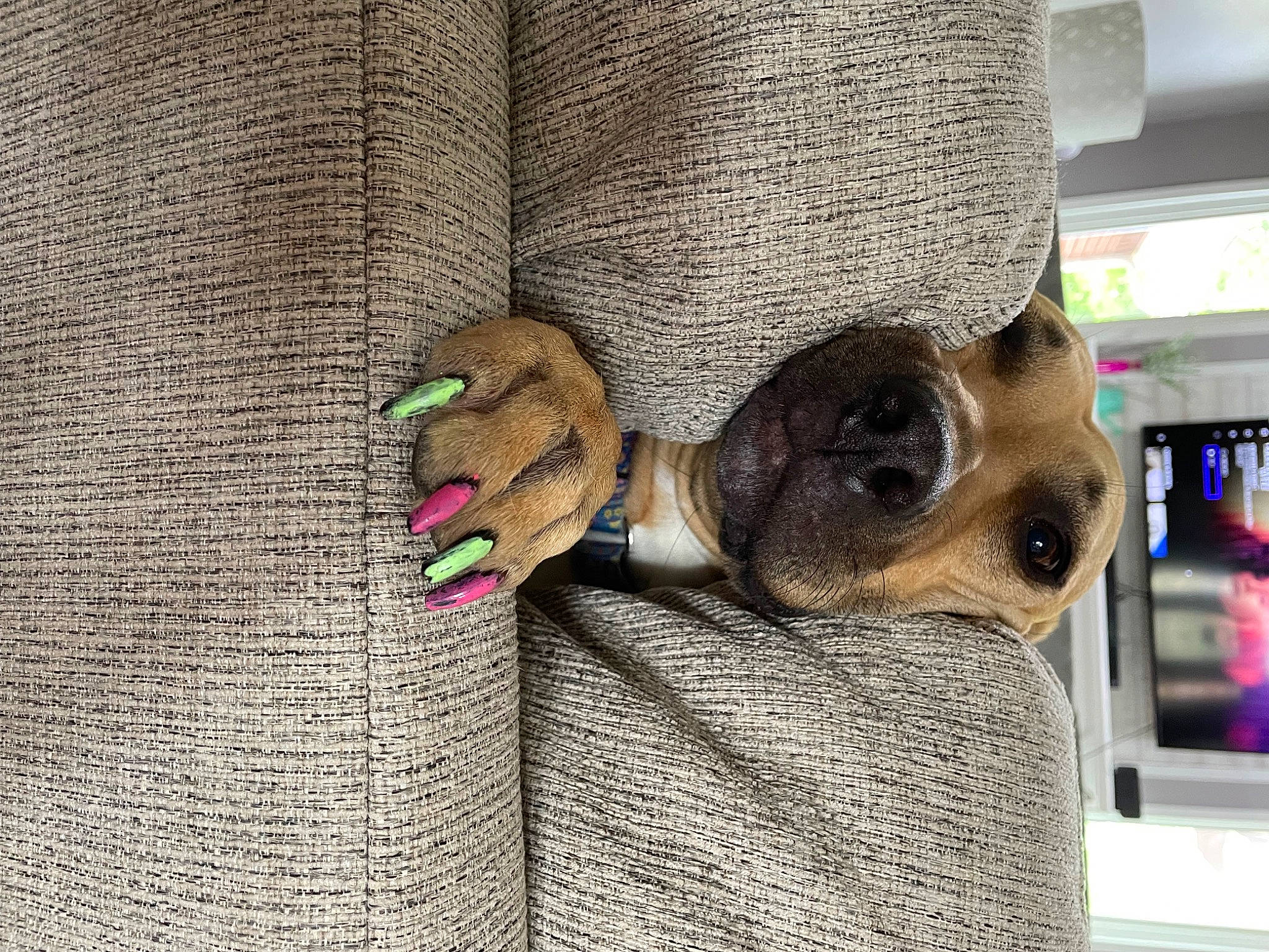 Juno is registered to the contest to win money with this photo: art, canidae, carnivore, collar, comfort, companion_dog, dog, dog_breed, eyewear, fashion_accessory, fawn, flooring, linens, pattern, pet_supply, snout, sporting_group, sunglasses, working_animal, wrist