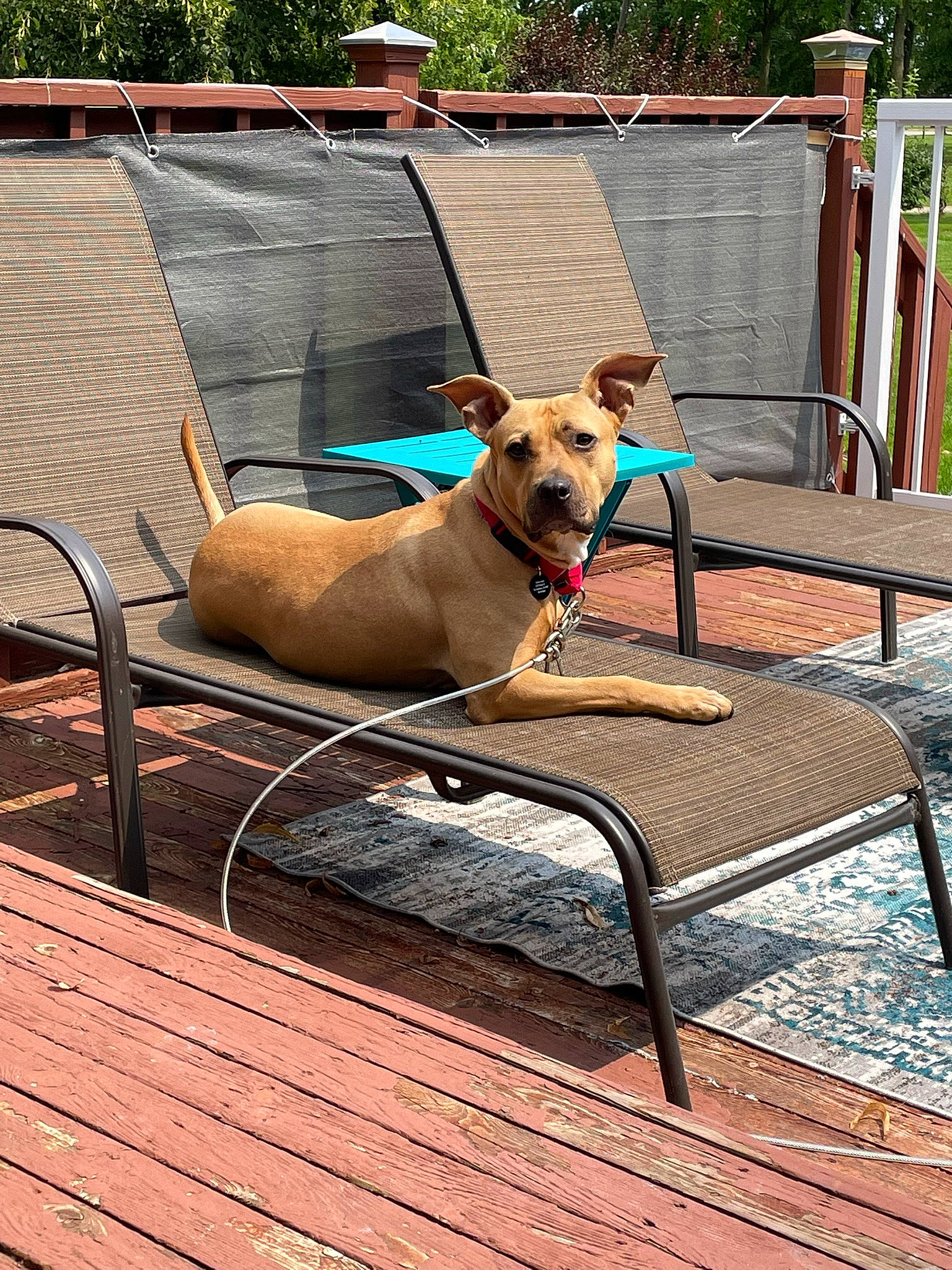 Juno is registered to the contest to win money with this photo: canidae, carnivore, chair, collar, companion_dog, dog, dog_breed, dog_collar, dog_supply, fawn, flooring, hardwood, outdoor_furniture, pet_supply, plant, roof, snout, tail, wood, working_animal