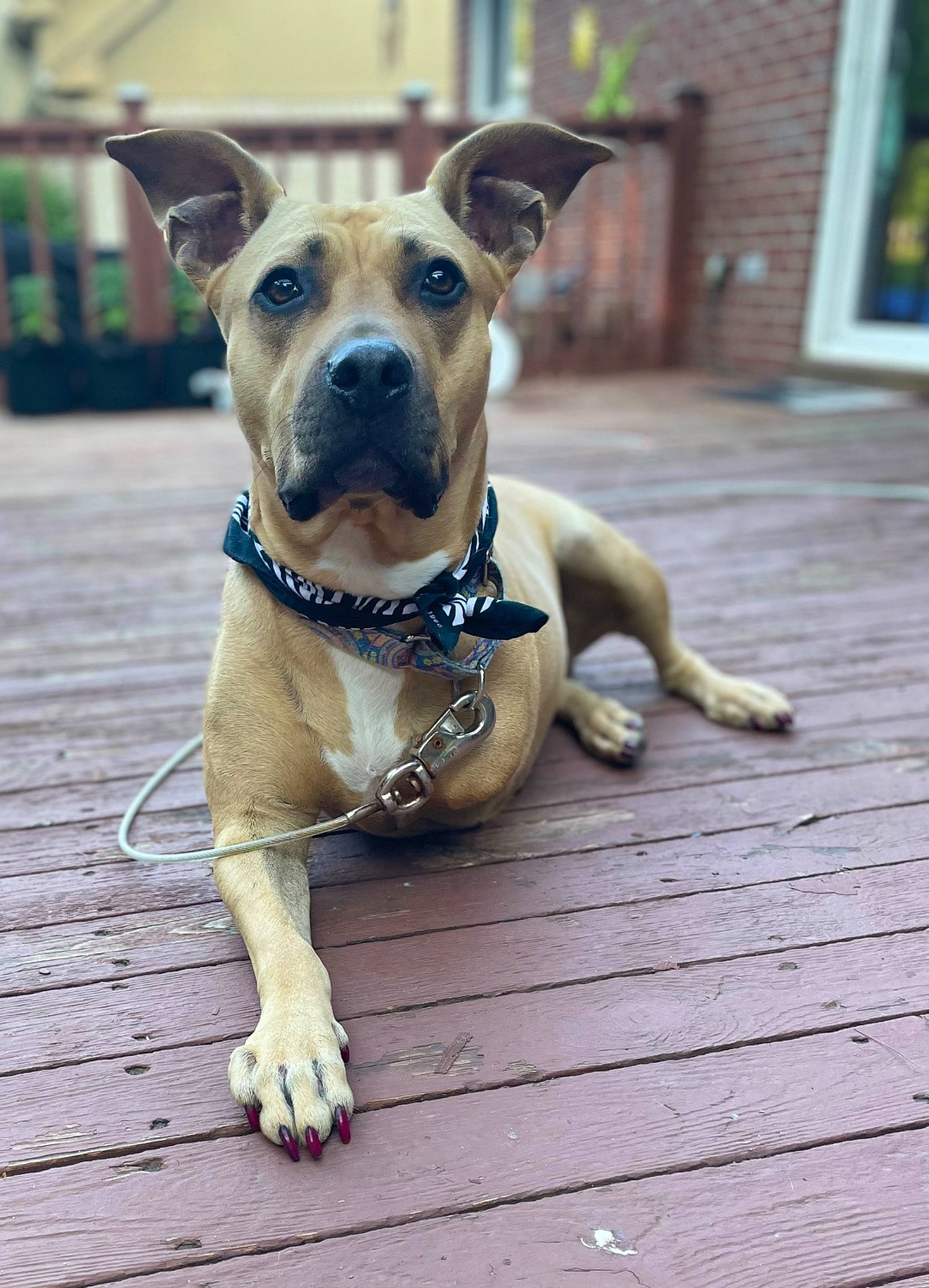 Juno joined the competition — help win amazing prizes! carnivore, collar, companion_dog, dog, dog_breed, dog_clothes, dog_collar, dog_supply, fashion_accessory, fawn, flooring, hardwood, leash, pet_supply, plant, snout, toy_dog, whiskers, wood, working_animal