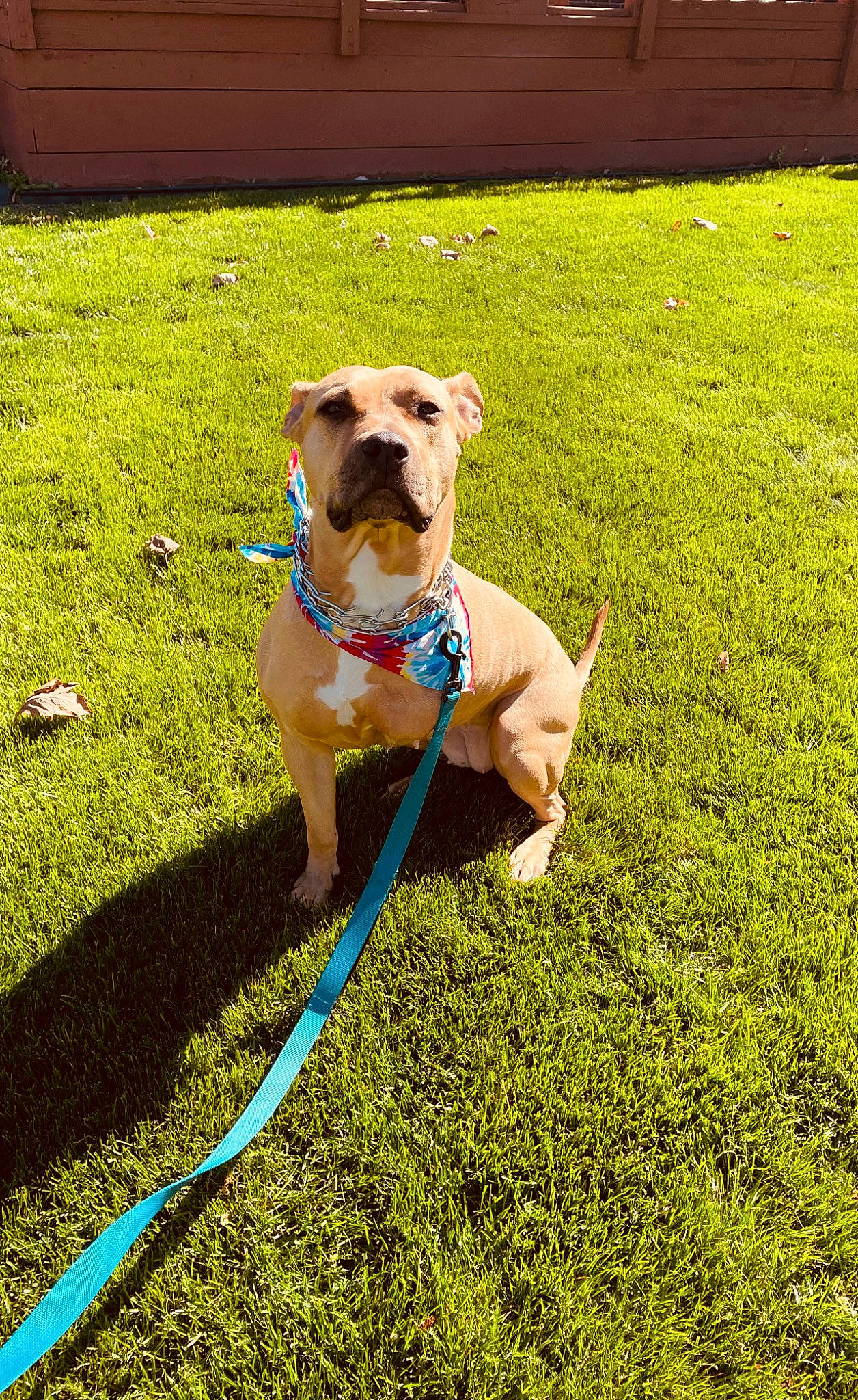 Juno joined the competition — help win amazing prizes! canidae, carnivore, collar, companion_dog, dog, dog_breed, dog_collar, dog_supply, dog_walking, fawn, grass, groundcover, lawn, leash, pet_supply, plant, snout, sporting_group, tail, working_animal