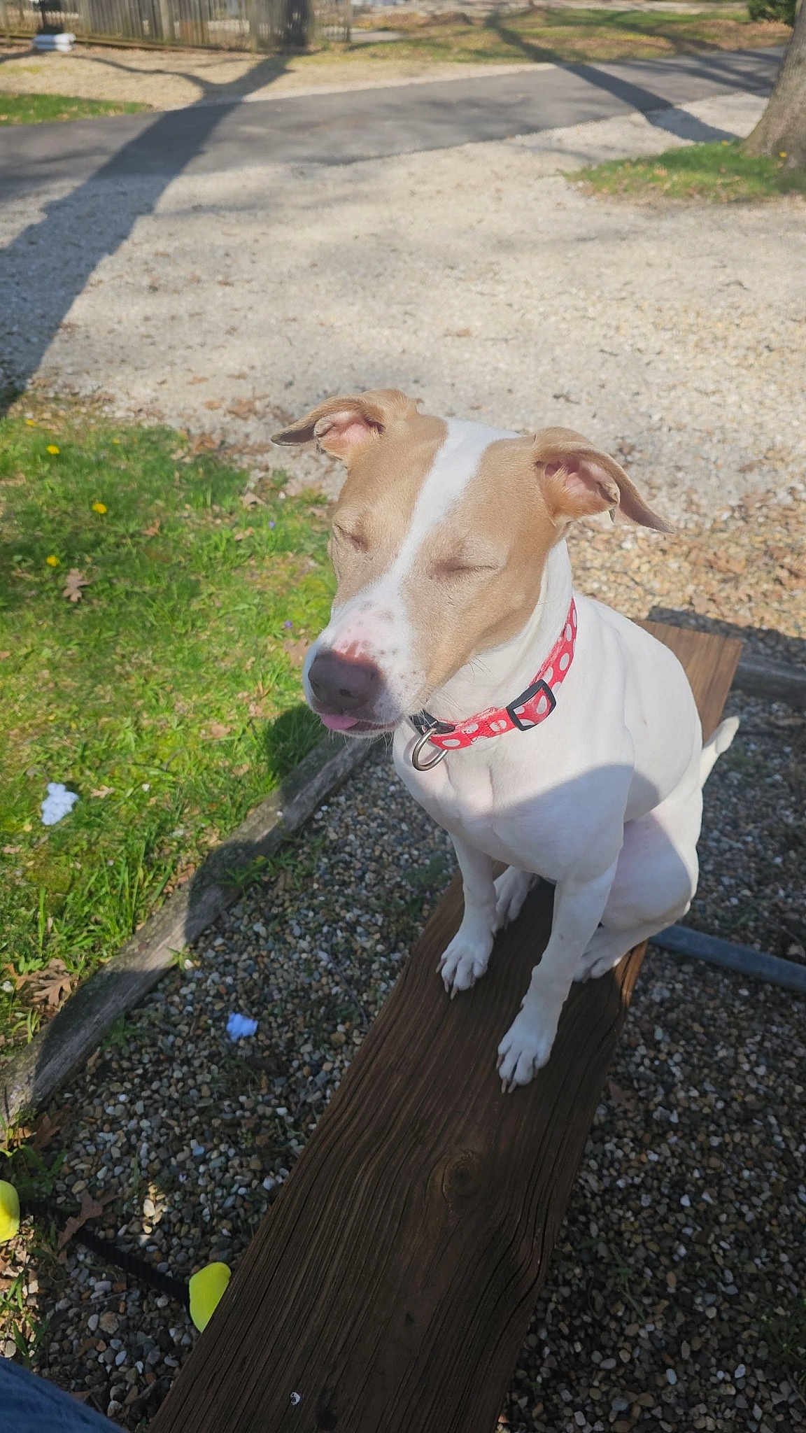 Nyla