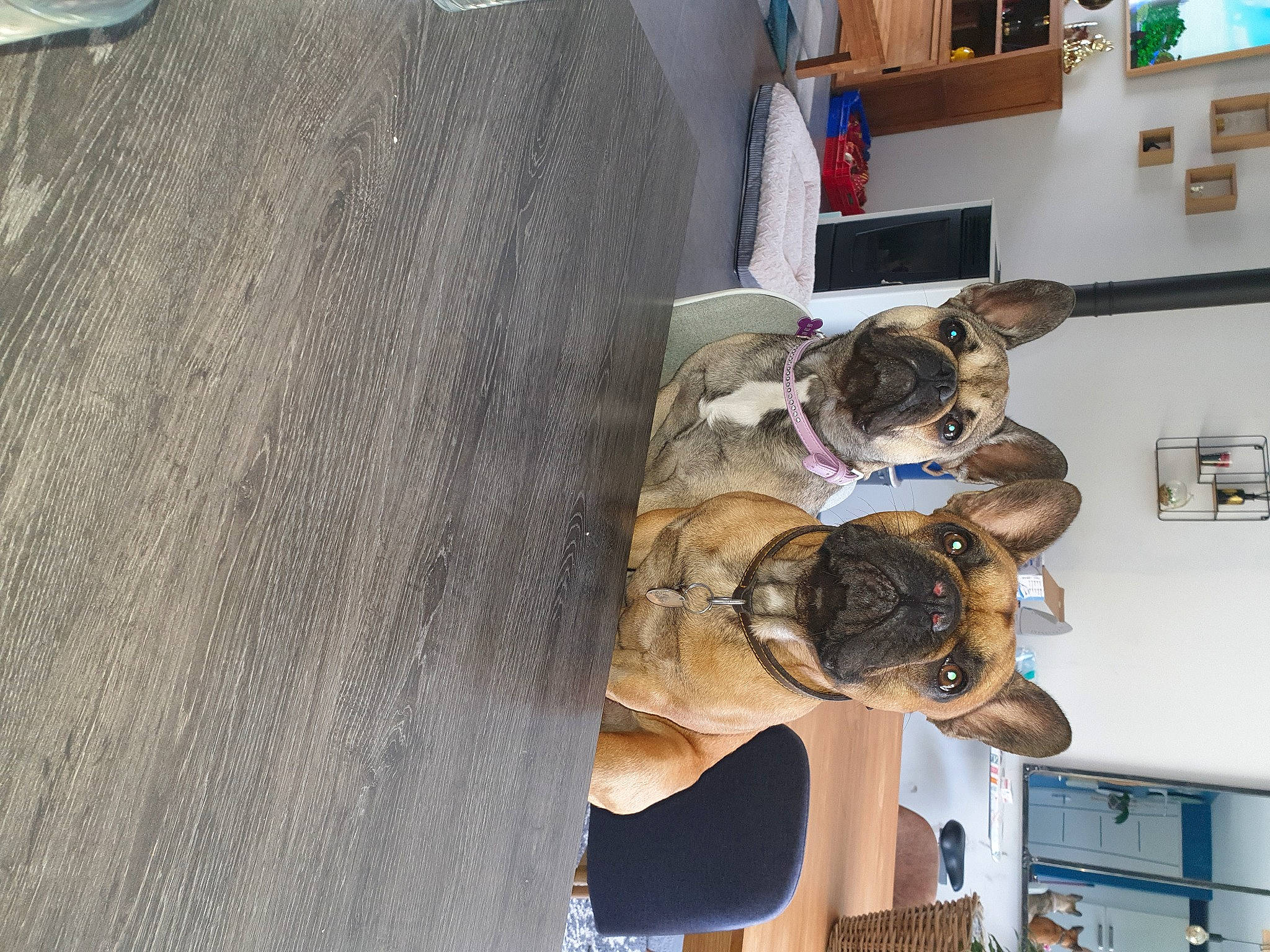 Caramel participe au concours pour gagner de l'argent avec cette photo : canidae, carnivore, dog, dog_breed, fawn, sporting_group