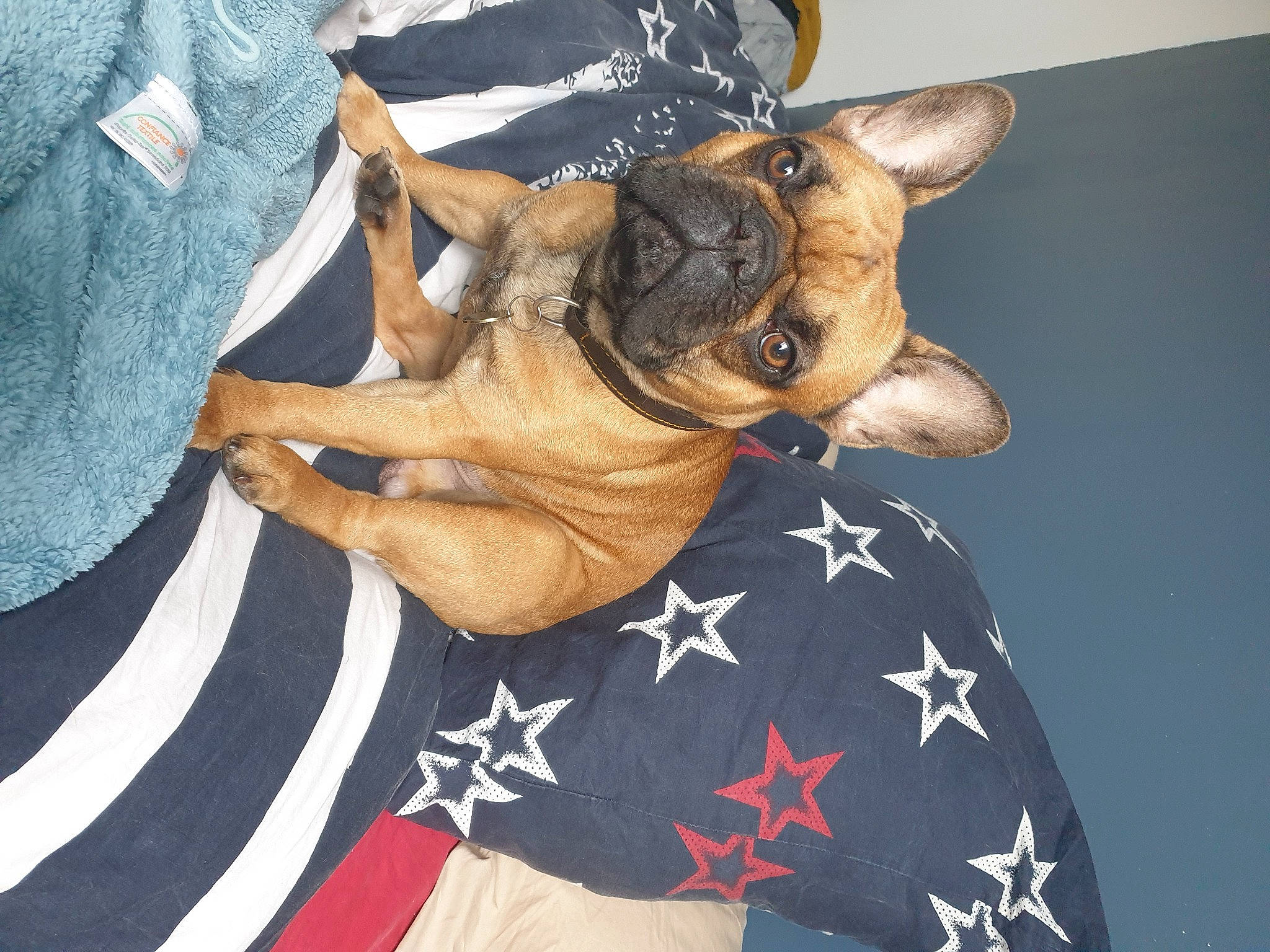 Caramel participe au concours pour gagner de l'argent avec cette photo : carnivore, collar, companion_dog, dog, dog_breed, dog_collar, elbow, event, fawn, flag, flag_of_the_united_states, foot, gesture, human_leg, nail, snout, thumb, working_animal, wrinkle, wrist