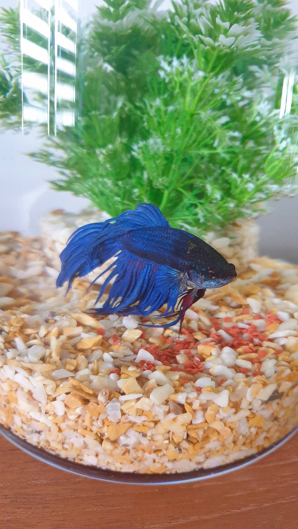 Blue Et Tom a rejoint le concours — aidez-le/la à gagner de superbes lots ! aquarium, bird_food, fish, freshwater_aquarium, organism, plant