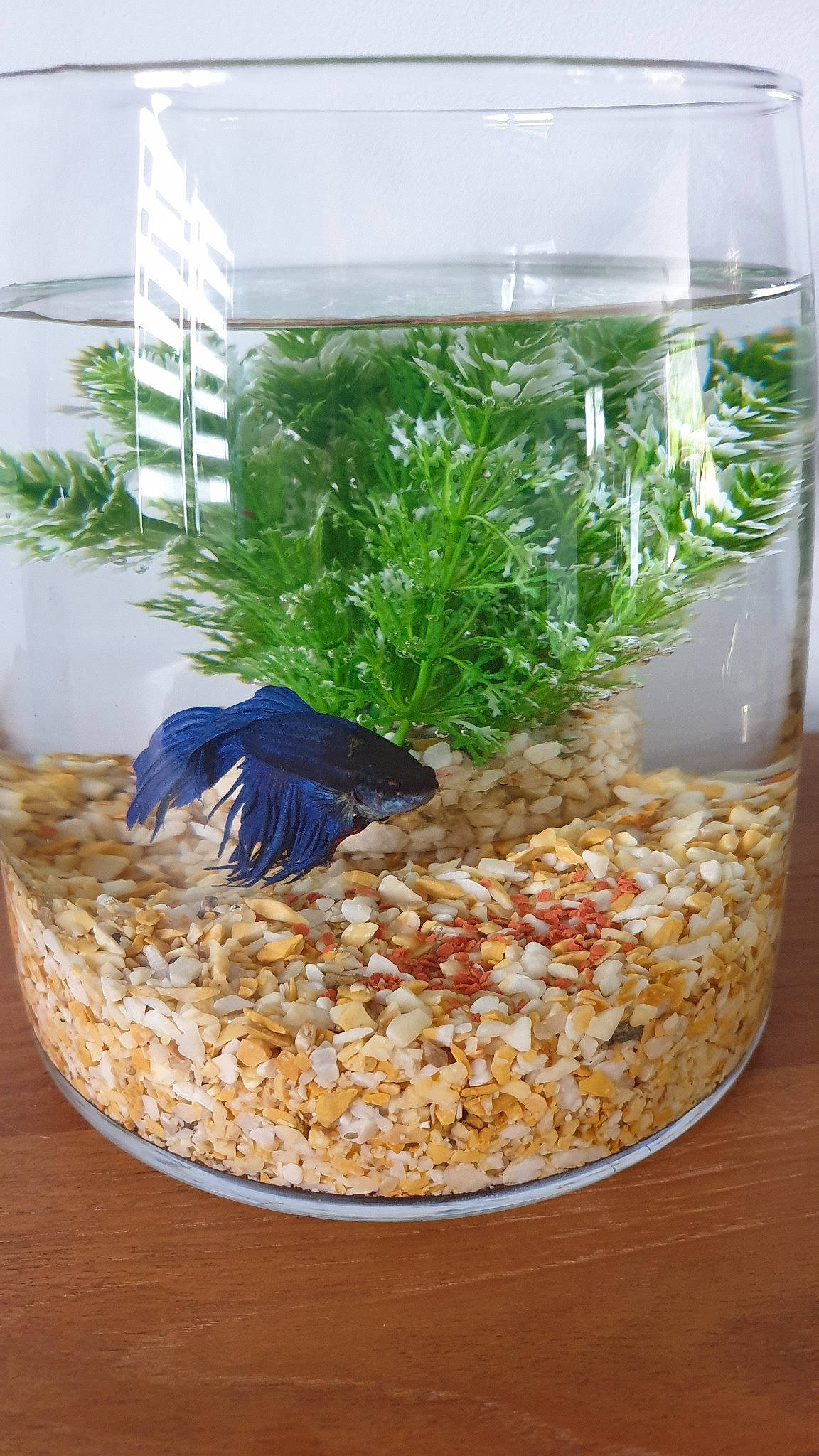 Blue Et Tom participe au concours pour gagner de l'argent avec cette photo : aquarium, aquarium_decor, bird_food, bird_supply, fish, freshwater_aquarium, goldfish, herb, organism, plant