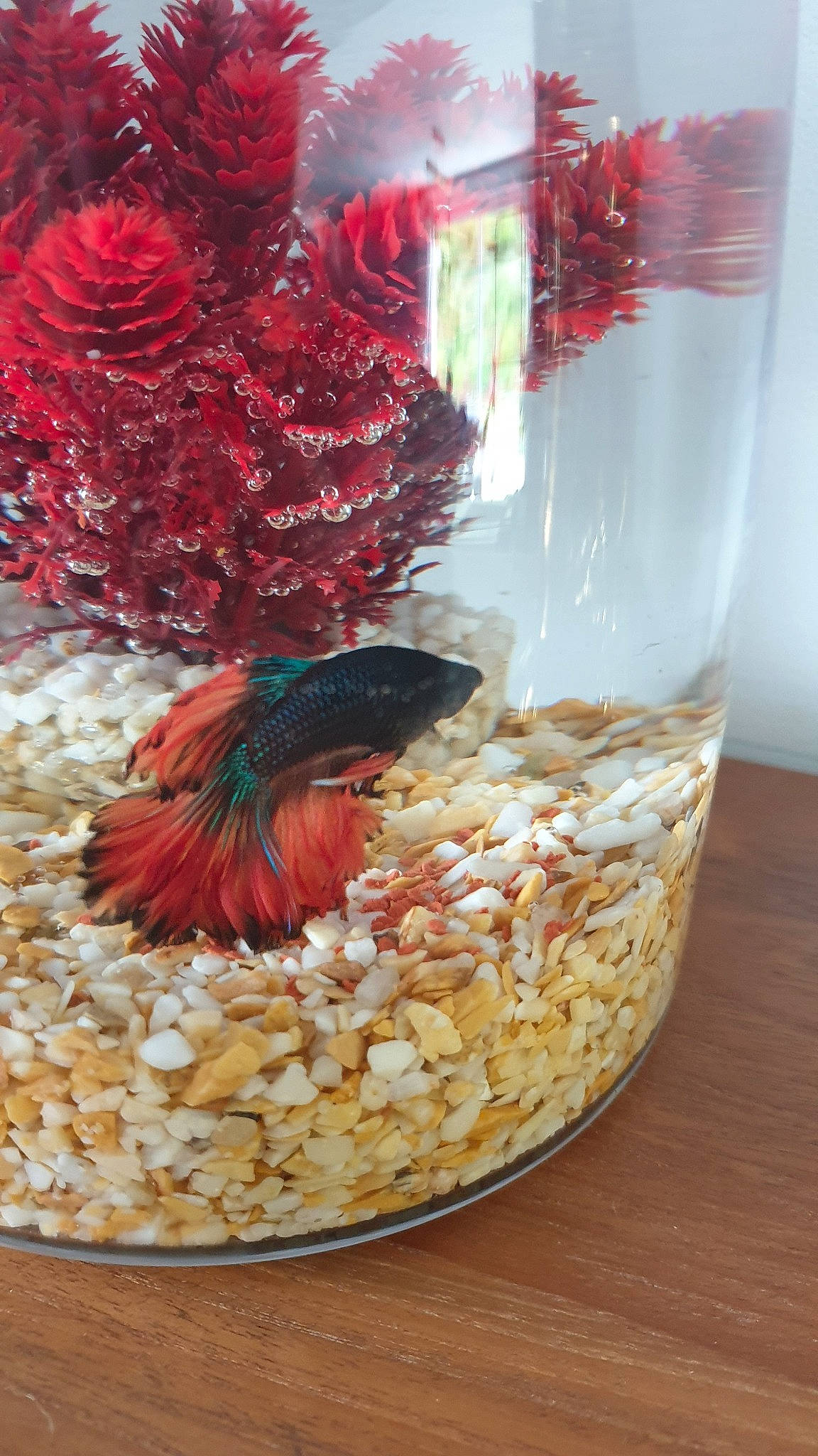 Blue Et Tom participe au concours pour gagner de l'argent avec cette photo : bird_food, bird_supply, breakfast, cuisine, dish, food, meal