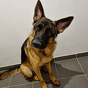 Thaya a rejoint le concours — aidez-le/la à gagner de superbes lots ! alert, animal, black_fur, brown_fur, canine, companion, curious, dog, domestic_animal, ears_up, floor, german_shepherd, indoor, looking_up, mammal, pet, portrait, sitting, tile_floor, tilted_head