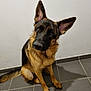 alert, animal, black_fur, brown_fur, canine, companion, curious, dog, domestic_animal, ears_up, floor, german_shepherd, indoor, looking_up, mammal, pet, portrait, sitting, tile_floor, tilted_head