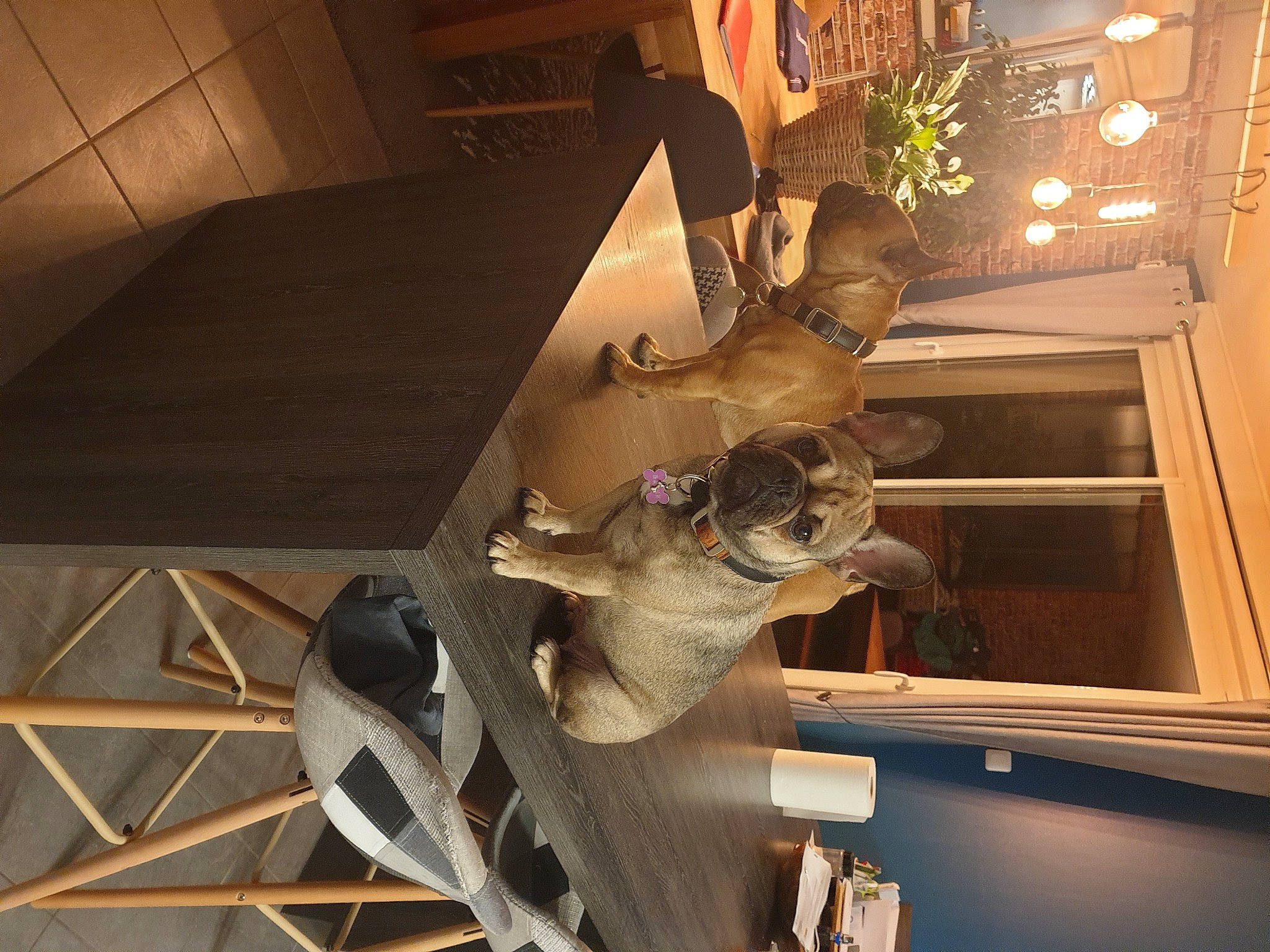 Roxy a rejoint le concours — aidez-le/la à gagner de superbes lots ! art, building, ceiling, daylighting, dinosaur, fawn, flooring, hardwood, house, metal, plant, room, sculpture, skeleton, space, statue, tourist_attraction, tree, visual_arts, wood