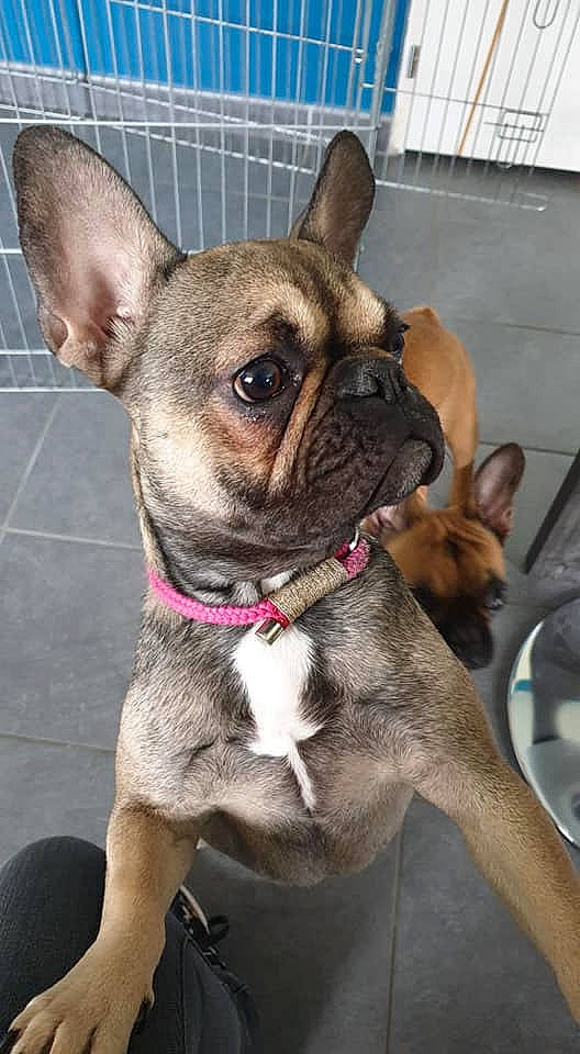 Roxy a rejoint le concours — aidez-le/la à gagner de superbes lots ! bulldog, canidae, carnivore, companion_dog, dog, dog_breed, dog_collar, ear, fawn, french_bulldog, mammal, non_sporting_group, pug, puppy, rare_breed_dog, snout, sporting_group, toy_bulldog, vertebrate, whiskers