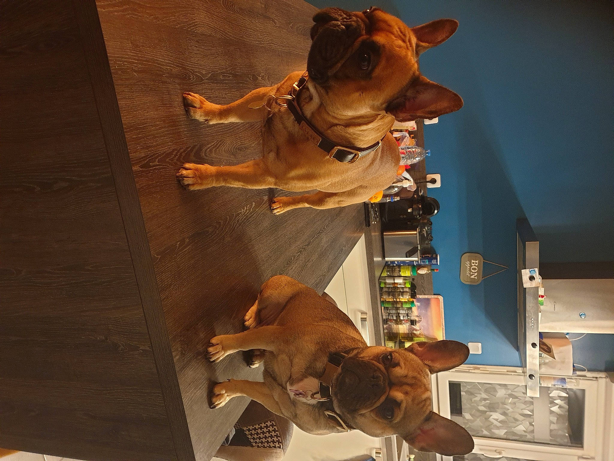 Roxy a rejoint le concours — aidez-le/la à gagner de superbes lots ! animation, art, building, display_case, fawn, felidae, house, machine, metal, museum, room, sculpture, skeleton, tourist_attraction, visual_arts, wood