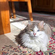 Sadie is registered to the contest to win money with this photo: cat, fluffy, gray_and_white, odd_eyed, heterochromia, long_hair, animal, pet, lying_down, portrait, indoors, rug, carpet, wooden_furniture, chair, home, floor, furry, front_view, calm