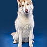 alert, animal, blue_background, canine, cute, dog, domestic_animal, ears, eyes, friendly, fur, furry, husky, looking, mammal, pet, portrait, sitting, studio, whiskers