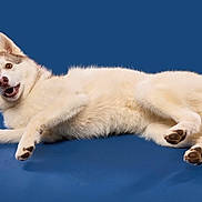 Ula participe au concours pour gagner de l'argent avec cette photo : alert, animal, blue_background, canine, dog, domestic_animal, ears, fluffy, fur, happy, husky, isolated, lying_down, muzzle, paws, pet, playful, portrait, smiling, studio_shot